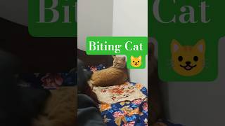 Cats are unpredictable Cat biting and Scratching #miaow #cat #faith #attack #legday #mycat #explore