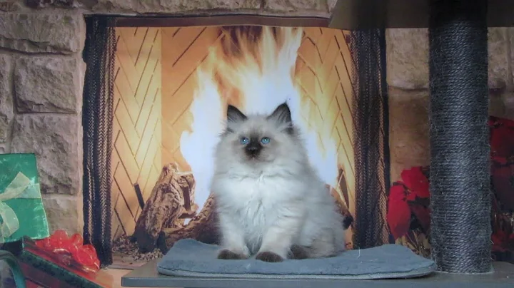 Watch the video about Calliope Siberian Glory.