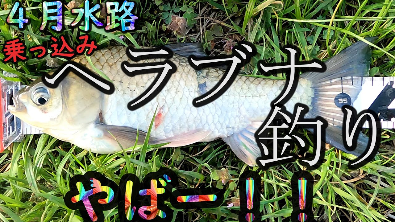 【ヘラブナ釣り】乗っ込みのヘラブナ釣りはイージー！！ - YouTube