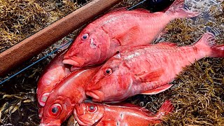 Kumu Catch And Cook! | Hawaii Spearfishing For Reds