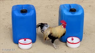 Como hacer bebederos fácil y barato para todo tamaño de pollos y gallinas