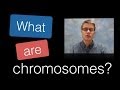 Chromosomes and Their Functions in Eukaryotic and Prokaryotic Cells
