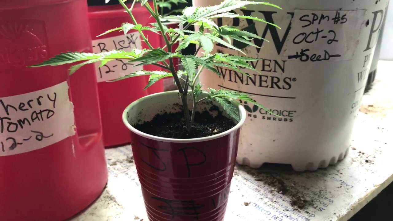 Top Dressing Seedlings with Worm Castings