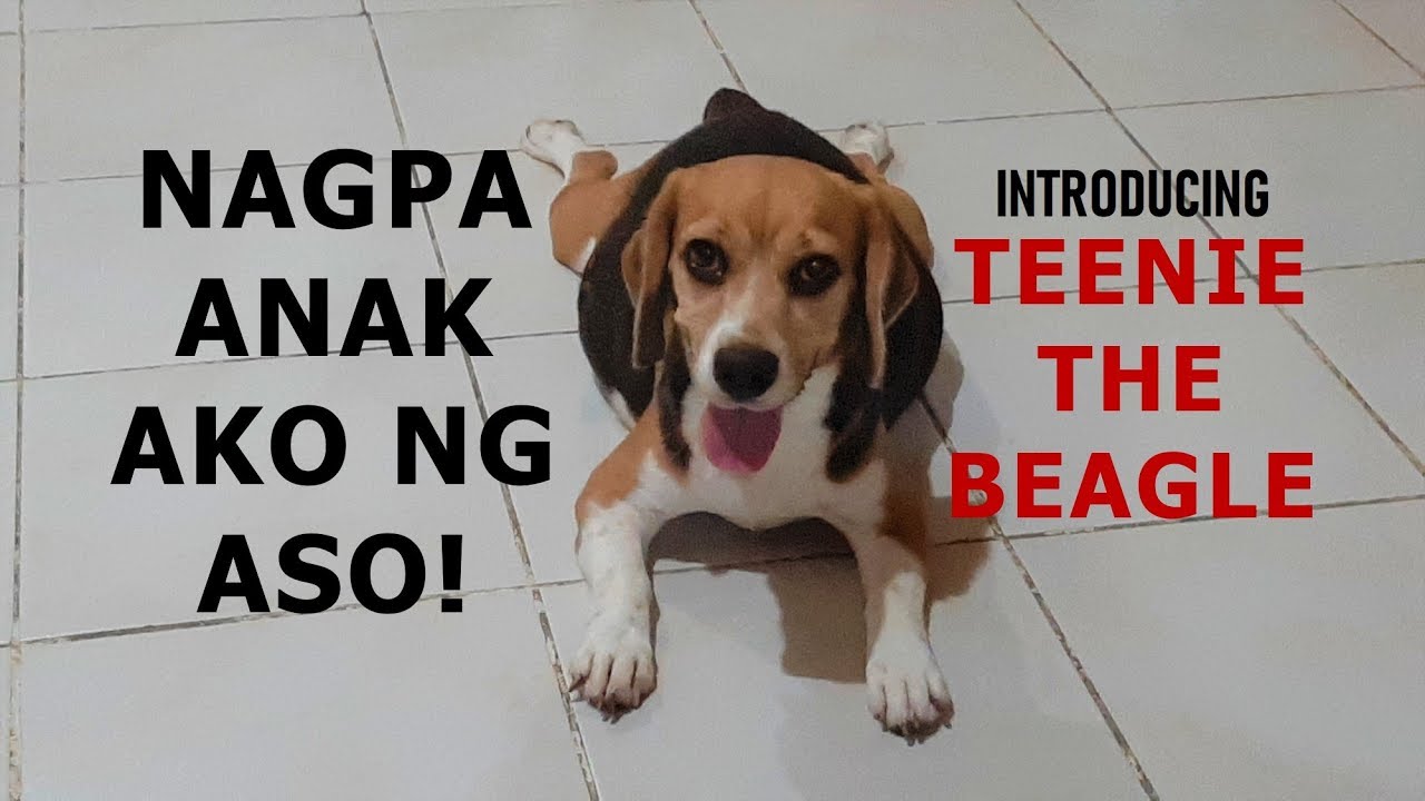 BEAGLE MOM GIVING BIRTH TO CUTE PUPPIES YouTube