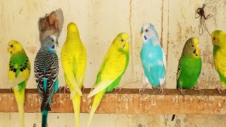 12 hr Beautiful Parakeets Happy Singing & Eating, Budgies Birds, Reduce Stress of Lonely Quiet Birds