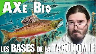 Différence entre la truite de mer et le saumon