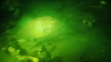 Trekkervis bij Dreischor Kokrif  Mark de Wit en Vinny van den Tol / Duikersgids