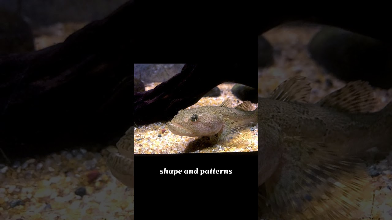 Obontobutis interrupta