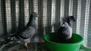 Breeding time again | pairing video | 9845245728 | DGH-Loft Mandy