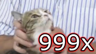 SQUISH THAT CAT 999x speed meme