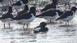 Oyster-Catchers at Redcar having a bath!! by Boro Adventure 371 views 2 months ago 1 minute, 14 seconds