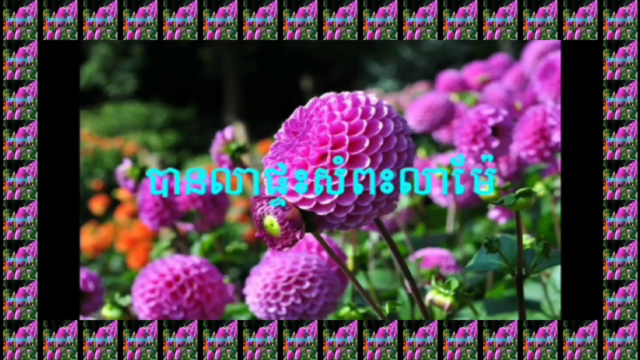 ការនិមន្តទស្សនះកិច្ច HongLam Pagoda