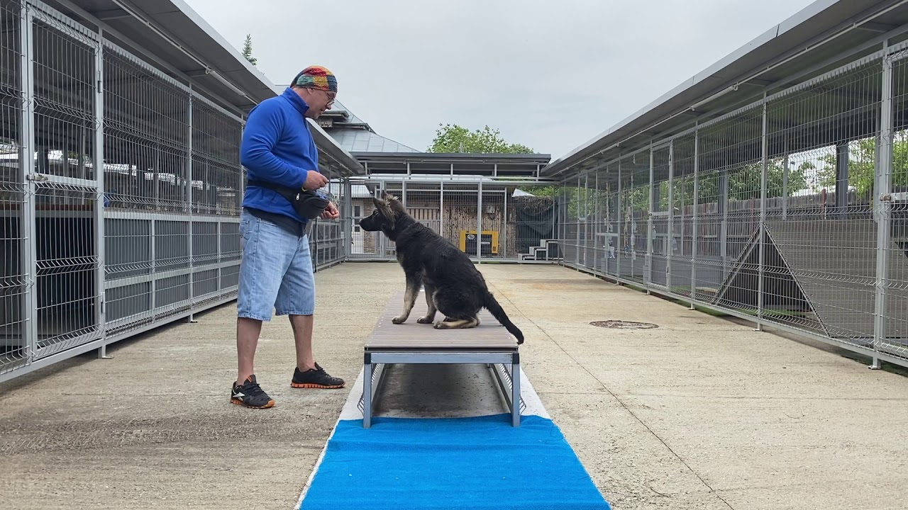 Pui Ciobanesc German in predresaj