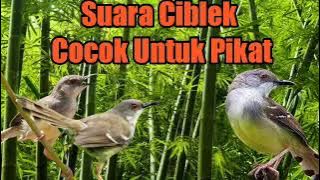 Suara Ciblek Cocok Untuk Pikat