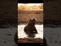 🦛 Baby Hippo Mud Bath Fun | Cinematic ASMR Wildlife / Veo 3