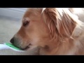 35 minutes of dog licking orapup tongue cleaning brush  asmr  english cream golden retriever
