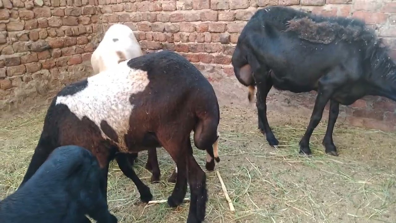 اسباب تقوص ارجل الاغنام والماعز