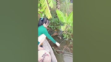 Đặt lợp cá lóc đồng mùa nước nổi #xuhuong2024 #xuhuongyoutube #321shorts #shrots