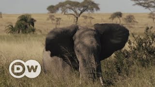 Fighting for space in the Serengeti | DW English