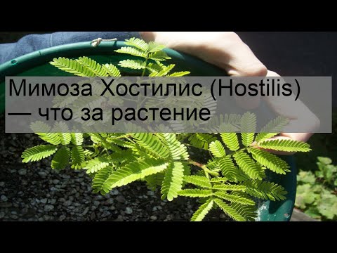 Мимоза Хостилис (Hostilis) — что за растение