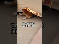 絶対に諦めない子犬がかわいい #Shorts
