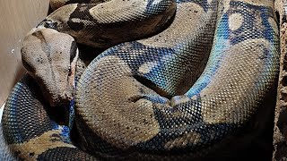 How to handle and care for a boa constrictor