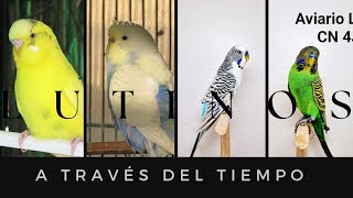 La historia de nuestro AVIARIO de cría de periquitos