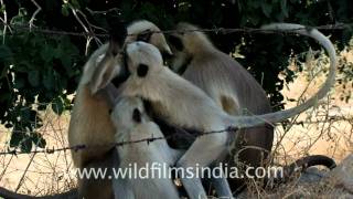 Langur at Sariska Tiger reserve, Rajasthan
