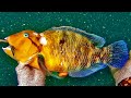 Speared a BIG Graphic Tuskfish | Catch Fillet Cook | Fishing and Spearfishing Gold Coast, QLD