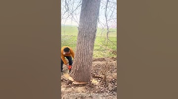 Chainsawing Tree With Excavator Grapple : Safety and Handling Tips