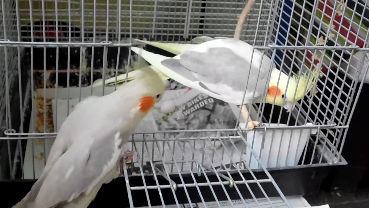 Cockatiel Phoebe Takes Back Her Dud Eggs