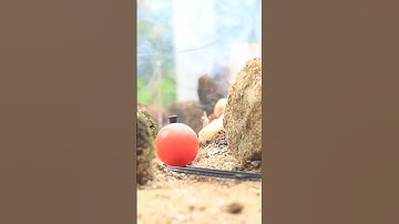 How to make a beautiful train using a toy train #trainjourney #railway #train #traintravel