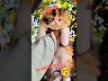 Royal Persian ADORABLE 💥 KITTENS FOR SALE!" #shorts #viral #trending#song#dance #ytshorts#bollywood