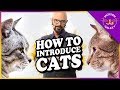 How to introduce cats