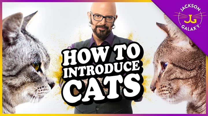 How to Introduce Cats - DayDayNews