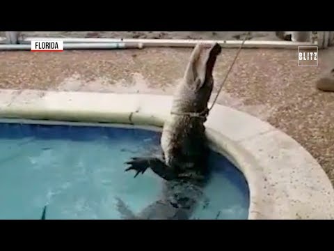 Video: Un Coccodrillo Americano E Un Lamantino Sono Diventati Amici In Florida