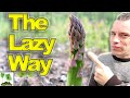 How To GROW Asparagus   The LAZY Way!