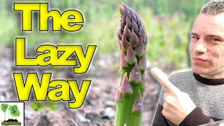 How To GROW Asparagus   The LAZY Way!