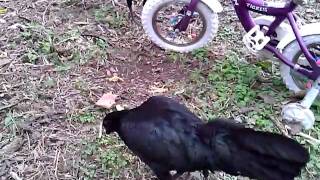 black sumatras.mp4