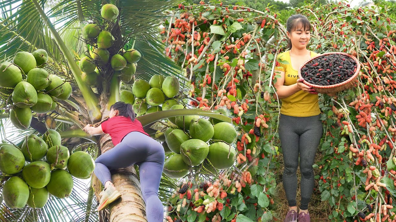 REWIND TIMALSPE --266 Days Harvest Many Japanese Luffa, Mulberry, Coconut,...Go To Market Sell