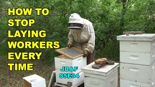 How to Correct a Laying Worker Bee Hive, Hive 1 Laying Workers S5E34, #beekeeping #layingworkers