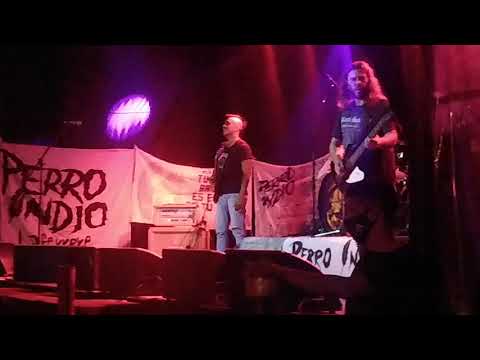 perdido - perro