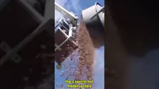 That Time A Squirrels Stash Of Nuts Was Uncovered