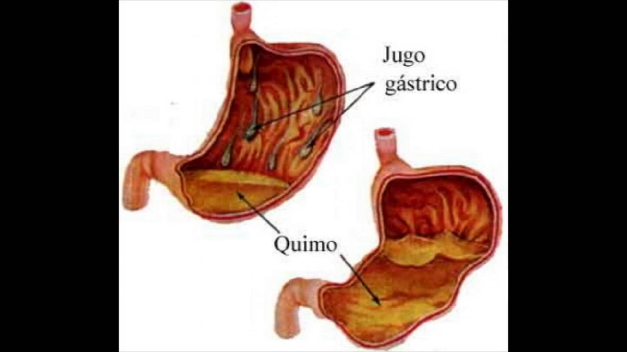 U.P.S.EENFERMERIA1/3 fisiología del estómago en proceso de