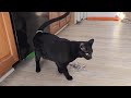 Cute Black Cat's Latest Dance Move: The Tangle Twist