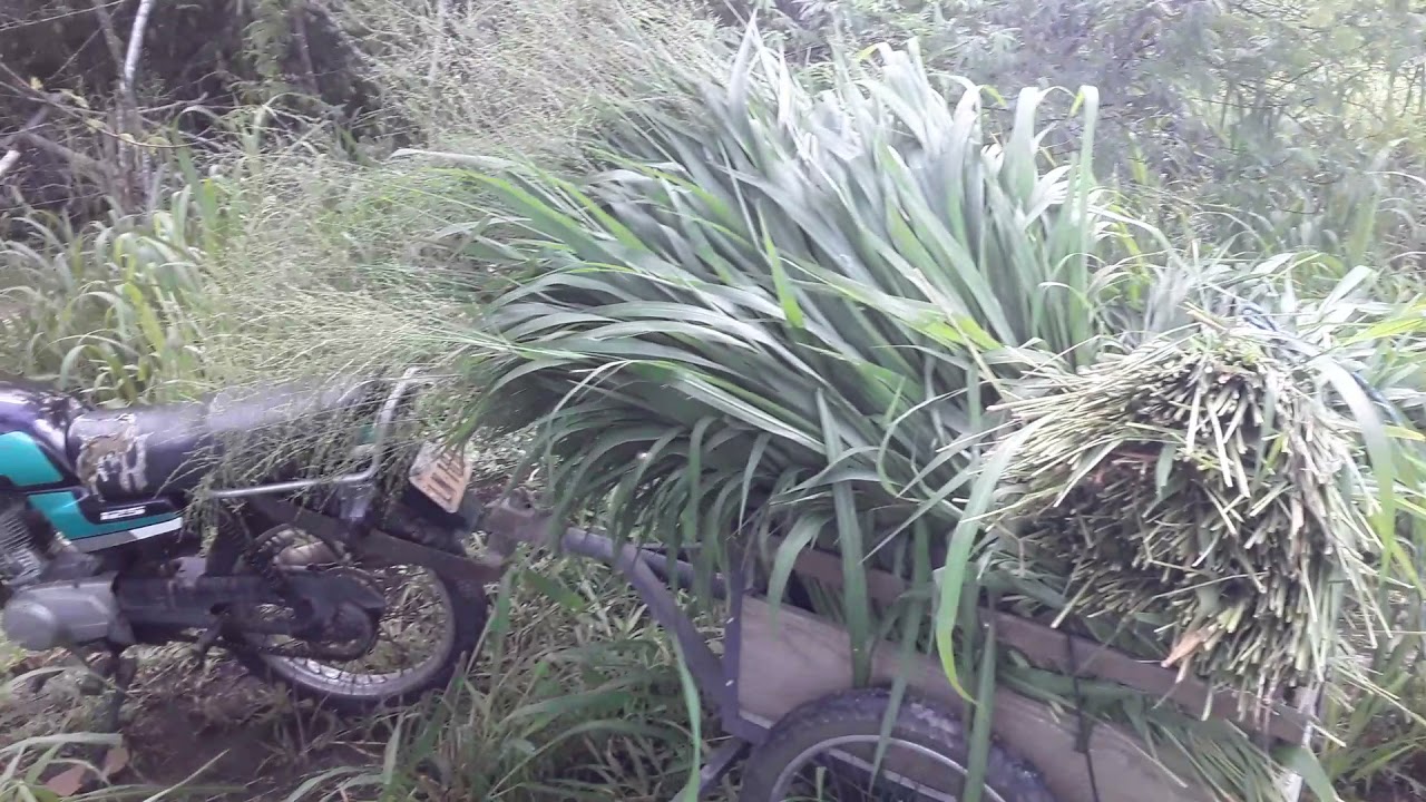 tirando capim pra minhas ovelhas