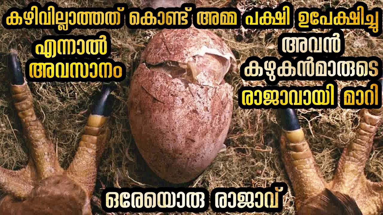 അമ്മ ഉപേക്ഷിച്ച ഒരു കഴുകൻ കഴുകൻമാരുടെ രാജാവായ കഥ സഹായിച്ചത് ഒരു വേട്ടക്കാരന്റെ മകനും
