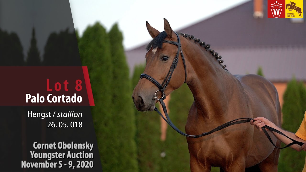 Obolensky Youngster AuctionLot 8 Palo Cortadostallion by