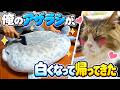 猫が愛用しすぎて真っ黒に汚れたアザラシクッションをリンサークリーナーで洗ったら、ボス吉ふみふみが止まらなくなりました😂