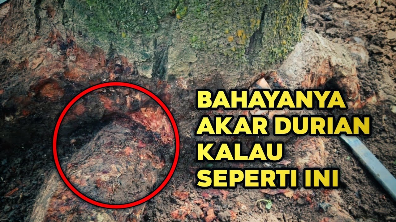 Salah satu penyebab busuk akar pohon durian